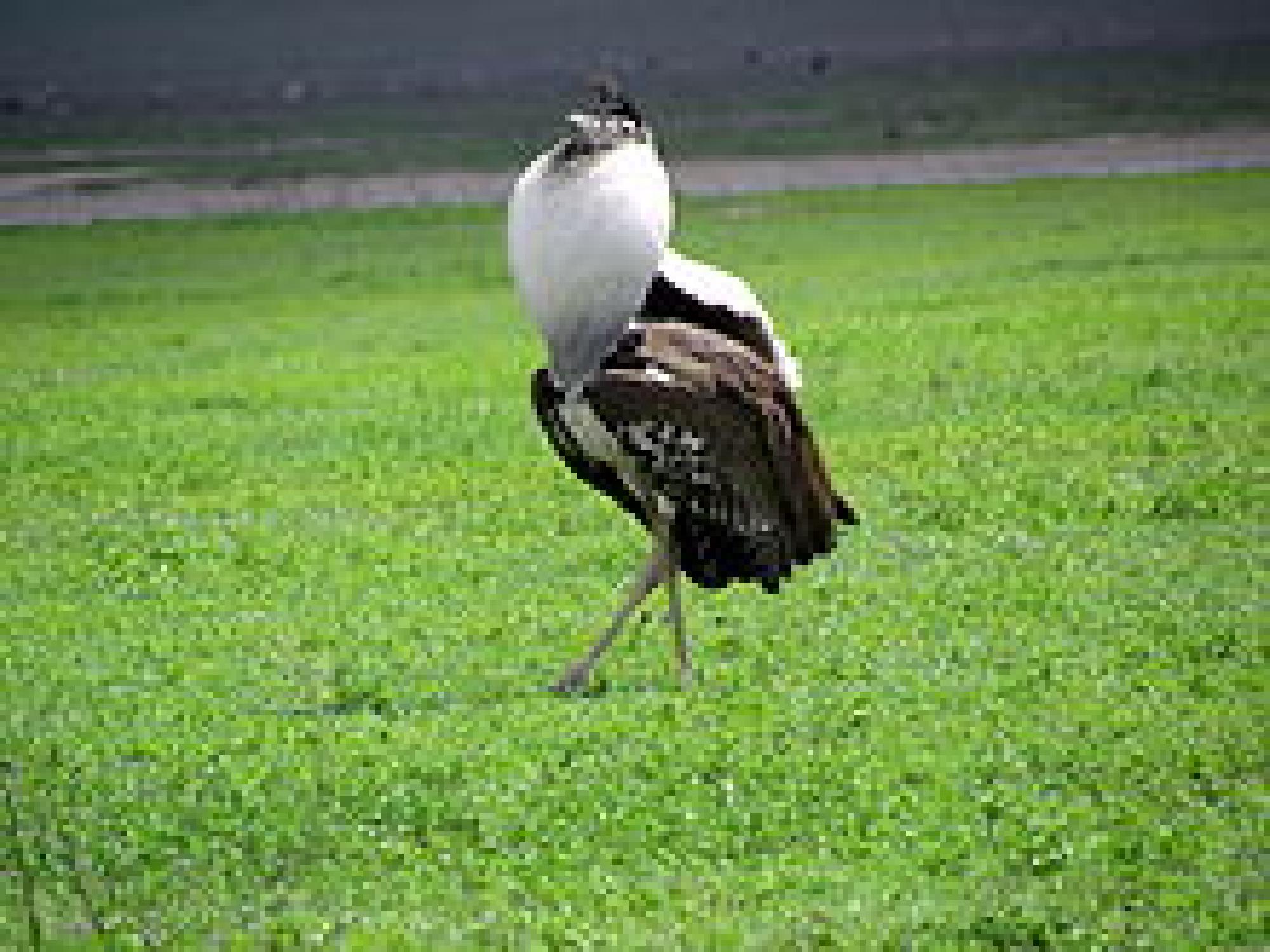6_Kori_bustard_bird_-_Ngorongoro-2.jpg