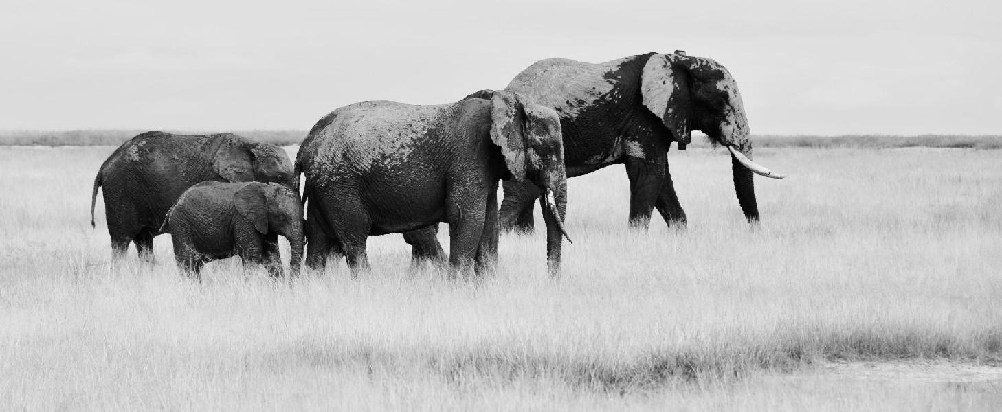 Kenya, Parc national d'Amboseli