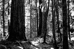 Forêt de Vancouver