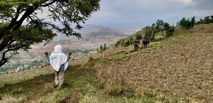 Hauts plateaux éthiopiens