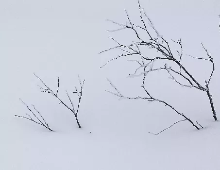 Forêt suédoise