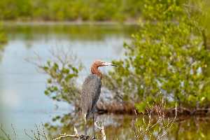 Cuba : las Salinas