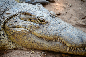 Victoria Falls, Zimbabwe
