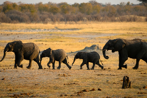 Hwange National Park