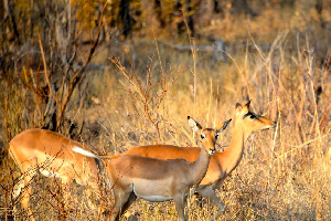 Impalas Zimbabwe