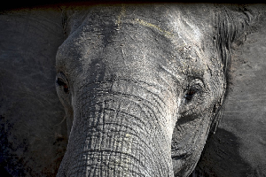 Hwange National Park