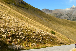Col du Lautaret