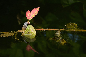 Piémont : Mont de la Saxe