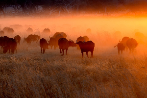Buffles gros plan Zimbabwe