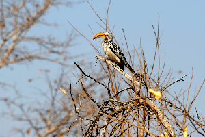 Hwange National Park